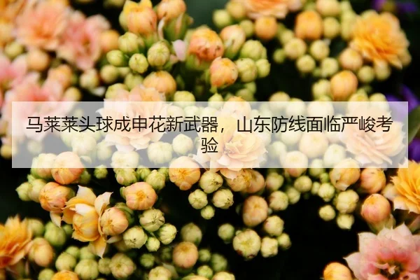 马莱莱头球成申花新武器，山东防线面临严峻考验